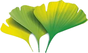 Extracto de Ginkgo biloba, vital para la circulación y reducción de inflamación.