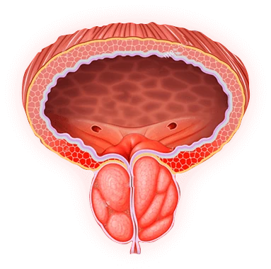 Ilustración de un hombre aliviado de problemas de próstata con Prostalis
