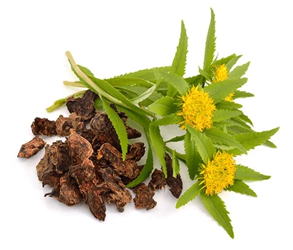 Rhodiola Rosea, componente de Restilen