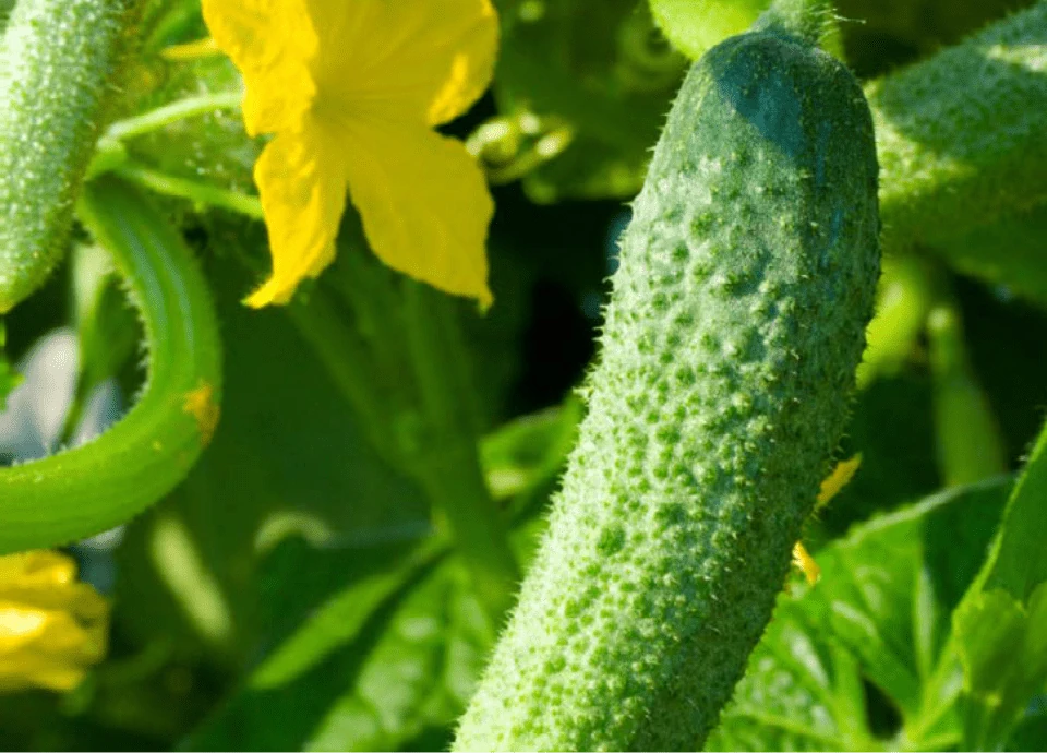 Primer plano del ingrediente Momordicin®, esencial en NuviaLab Sugar Control para el azúcar en sangre.